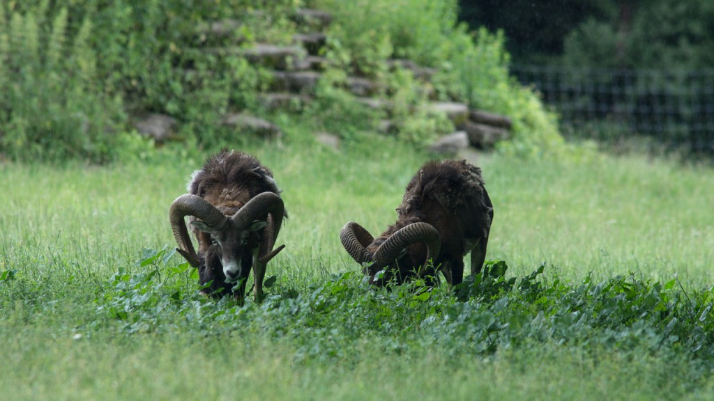 Zwei grasende Steinböcke im Wildpark Hanau